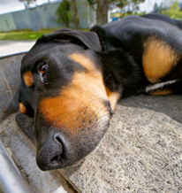 One of the Wairewa Station Dog