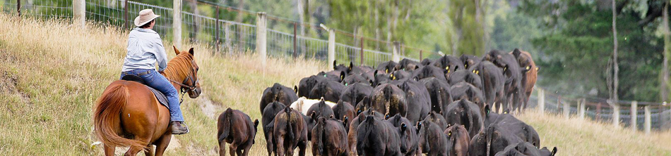 Anne Munro mustering on horseback